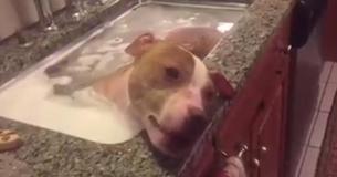 Pit Bull Eats Yummy Snacks And Takes Blissful Nap In Tub After Being Rescued Pit Bull Eats Yummy Snacks And Takes Blissful Nap In Tub After Being Rescued
