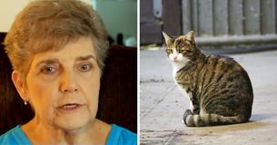 A 79-Year-Old Woman Has Been Sentenced To Prison For Giving Stray Cats Food In Her Neighborhood A 79-Year-Old Woman Has Been Sentenced To Prison For Giving Stray Cats Food In Her Neighborhood
