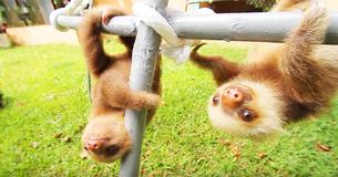Baby Sloths Filmed At A Sanctuary In Costa Rica Having A Conversation Baby Sloths Filmed At A Sanctuary In Costa Rica Having A Conversation