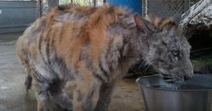 Rescued Circus Tiger Finds Love Of Her Life Rescued Circus Tiger Finds Love Of Her Life