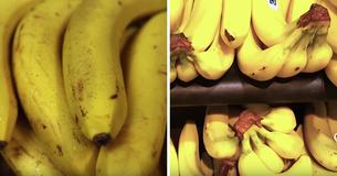 The World May Possibly See Bananas Go Extinct The World May Possibly See Bananas Go Extinct