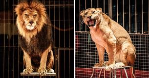 New Bill Banning The Use Of Wild Animals In Traveling Circuses Is Passed New Bill Banning The Use Of Wild Animals In Traveling Circuses Is Passed