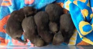 Un uomo prende con sé dei cuccioli che ha trovato nel parco, ma gli esperti gli dicono che non si tratta di cuccioli di cane Un uomo prende con sé dei cuccioli che ha trovato nel parco, ma gli esperti gli dicono che non si tratta di cuccioli di cane
