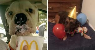 Woman Begins A Hospice For Older Dogs To Make Their Last Days Special Woman Begins A Hospice For Older Dogs To Make Their Last Days Special