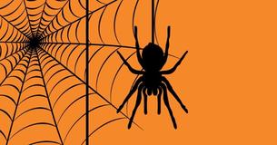 Spiders Might Have A Beneficial Impact On Your Home Life Spiders Might Have A Beneficial Impact On Your Home Life