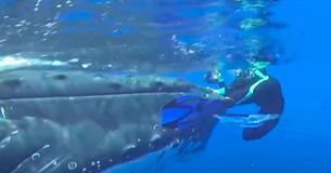 Une baleine à bosse fonçait vers une plongeuse,. Elle a ensuite compris qu'elle essayait de lui sauver la vie Une baleine à bosse fonçait vers une plongeuse,. Elle a ensuite compris qu'elle essayait de lui sauver la vie