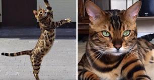 Introducing Thor, The World's Most Beautiful Bengal Cat With Spots And Stripes Introducing Thor, The World's Most Beautiful Bengal Cat With Spots And Stripes
