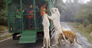 This Zoo In China Puts Visitors In Cages To Allow Animals To Roam Free This Zoo In China Puts Visitors In Cages To Allow Animals To Roam Free