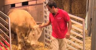 Bull Has Had A Life Of Imprisonment And Is Finally Freed Bull Has Had A Life Of Imprisonment And Is Finally Freed