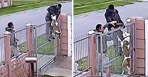 Owner Acts Quickly To Save His Pit Bull From Being Taken Owner Acts Quickly To Save His Pit Bull From Being Taken