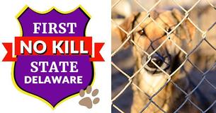 Delaware Is Now The Nation’s First 'No-Kill' State For Animal Shelters Delaware Is Now The Nation’s First 'No-Kill' State For Animal Shelters