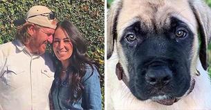 Chip Gaines Just Gifted His Wife And Children With A Sweet English Mastiff Puppy Chip Gaines Just Gifted His Wife And Children With A Sweet English Mastiff Puppy