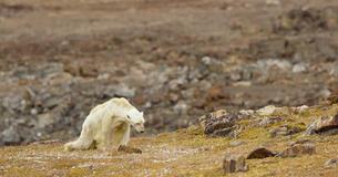 Filmmakers Are Devastated As They Helplessly Film A Starving Polar Bear Filmmakers Are Devastated As They Helplessly Film A Starving Polar Bear