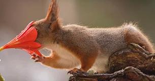 Photographer Follows Red Squirrels Every Day For Six Years Photographer Follows Red Squirrels Every Day For Six Years