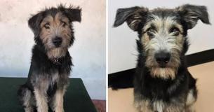A Shelter Pup Will Be A Disney Superstar In Forthcoming 'Lady and the Tramp' A Shelter Pup Will Be A Disney Superstar In Forthcoming 'Lady and the Tramp'