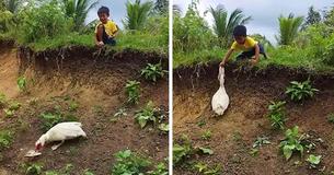 Polite Duck Returns Boy's Sandal That Fell Down A Slope Polite Duck Returns Boy's Sandal That Fell Down A Slope