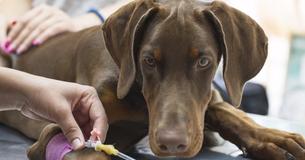 Dog Tragically Dies After Eating Brownies Containing Xylitol, Owner Urges Other Pet Owners On Its Dangers Dog Tragically Dies After Eating Brownies Containing Xylitol, Owner Urges Other Pet Owners On Its Dangers