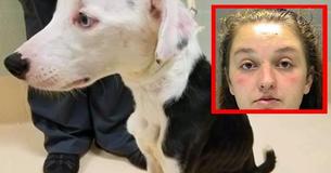 Un chiot affamé par le propriétaire 'trop occupé pour prendre soin du chien'' Un chiot affamé par le propriétaire 'trop occupé pour prendre soin du chien''