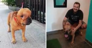 Man Adopts Dog With Large Tumor So He Can Feel Endless Love During His Last Days Man Adopts Dog With Large Tumor So He Can Feel Endless Love During His Last Days
