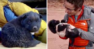 Adventurers Save Puppy Abandoned In The Desert And Let Him Join On Their Road Trip Adventurers Save Puppy Abandoned In The Desert And Let Him Join On Their Road Trip