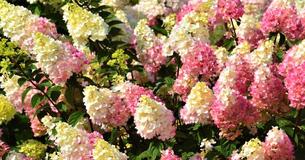 Vanilla Strawberry Hydrangeas Are An Inspired Addition To Anyone's Garden Vanilla Strawberry Hydrangeas Are An Inspired Addition To Anyone's Garden