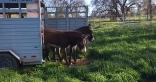 Desert Donkeys Have Sweetest Reaction Experiencing Green Grass For The First Time Desert Donkeys Have Sweetest Reaction Experiencing Green Grass For The First Time