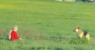 Rescuers Attempt To Get Close To Stray Dog For Months, Then A 6-Year-Old Girl Tries And Succeeds Rescuers Attempt To Get Close To Stray Dog For Months, Then A 6-Year-Old Girl Tries And Succeeds