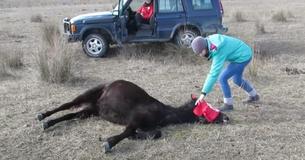 Vets Free Shackled Horse, Horse Vets Free Shackled Horse, Horse