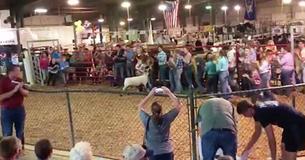 Daughter Auctions Off 4-H Lamb To Raise Money For Stepdad With Brain Tumor, Crowd In Tears As Price Skyrockets To $33K Daughter Auctions Off 4-H Lamb To Raise Money For Stepdad With Brain Tumor, Crowd In Tears As Price Skyrockets To $33K