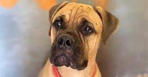 Loyal Dog Walks 125 Miles To Return To The Owner Who Rejected Her Loyal Dog Walks 125 Miles To Return To The Owner Who Rejected Her