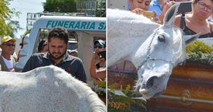 Grieving Horse Stands By Owner's Coffin And Breaks Down Grieving Horse Stands By Owner's Coffin And Breaks Down