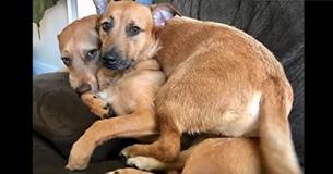 Dog Finds His Homeless Lookalike And Demands He Comes Home With Him Dog Finds His Homeless Lookalike And Demands He Comes Home With Him