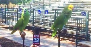 Des perroquets qui se mettent à chanter pendant une interview Des perroquets qui se mettent à chanter pendant une interview