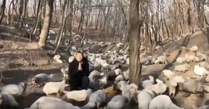 174 Foxes Are Rescued From Fur Farm And Given New Chance At Life At A Buddhist Monastery. 174 Foxes Are Rescued From Fur Farm And Given New Chance At Life At A Buddhist Monastery.