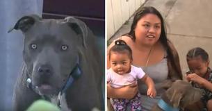 Un pitbull traîne un bébé par sa couche-culotte de la maison en flammes au soulagement d'une famille entière Un pitbull traîne un bébé par sa couche-culotte de la maison en flammes au soulagement d'une famille entière