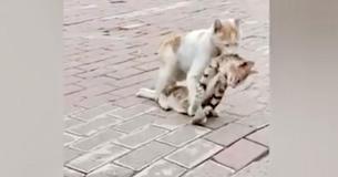 Un chat errant emmène son ami dans un refuge, espérant qu'il n'est pas trop tard pour le sauver Un chat errant emmène son ami dans un refuge, espérant qu'il n'est pas trop tard pour le sauver