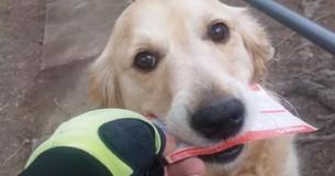 Postman Improvises Letter For Dog To Collect And Bring Back To Her Owners Even When There's No Mail To Deliver Postman Improvises Letter For Dog To Collect And Bring Back To Her Owners Even When There's No Mail To Deliver
