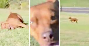 Pit Bull Gets A Real Case Of The Zoomies At His New Home Pit Bull Gets A Real Case Of The Zoomies At His New Home