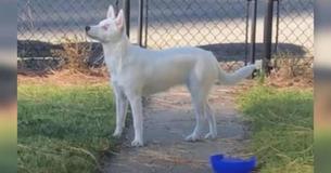 Una perrita ciega y sorda puede sentir cuando su papá no está en casa; es tan linda que tu corazón podría estallar Una perrita ciega y sorda puede sentir cuando su papá no está en casa; es tan linda que tu corazón podría estallar