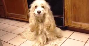 Cocker Spaniel Abandoned In Desert Finds New Joy In Life After 1 Pound Of Matted Fur Removed Cocker Spaniel Abandoned In Desert Finds New Joy In Life After 1 Pound Of Matted Fur Removed