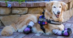 Golden Retriever Becomes A Therapy Dog Golden Retriever Becomes A Therapy Dog