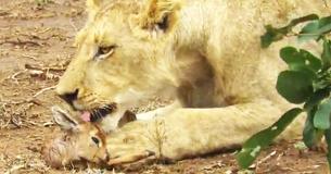 Un lion fait preuve d'une compassion inhabituelle à l'égard d'une petite antilope Un lion fait preuve d'une compassion inhabituelle à l'égard d'une petite antilope