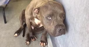 Un pitbull sauvé d'un ring de combats de chiens reçoit de l'amour pour la première fois Un pitbull sauvé d'un ring de combats de chiens reçoit de l'amour pour la première fois