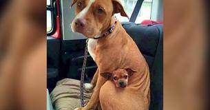 Pit Bull não quer deixar o abrigo sem o seu amiguinho Pit Bull não quer deixar o abrigo sem o seu amiguinho