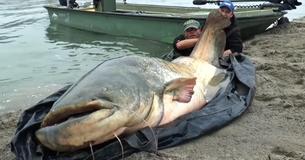 Pescador bate recorde ao capturar bagre de 2,74 metros Pescador bate recorde ao capturar bagre de 2,74 metros