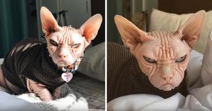 Conheça Loki, um gato mais ranzinza que o famoso Gato Ranzinza dos memes Conheça Loki, um gato mais ranzinza que o famoso Gato Ranzinza dos memes