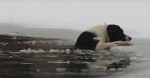 Un perro que se ahoga en un estanque congelado clama por ayuda, finalmente un héroe corre sobre el hielo y se quita la ropa Un perro que se ahoga en un estanque congelado clama por ayuda, finalmente un héroe corre sobre el hielo y se quita la ropa