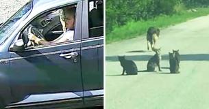 Rejeitada por abrigo, mulher despeja 11 bichinhos de estimação no meio da estrada e vai embora Rejeitada por abrigo, mulher despeja 11 bichinhos de estimação no meio da estrada e vai embora