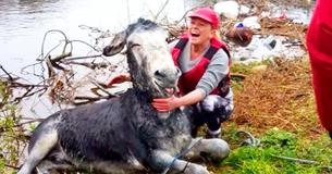 Donkey Gives A Huge Grin After Being Rescued From A Flood Donkey Gives A Huge Grin After Being Rescued From A Flood