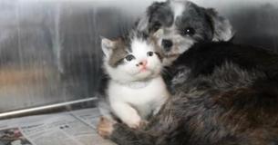 Esta perra abandonada se dedicó a cuidar de una gatita. ¡Son como madre e hija Esta perra abandonada se dedicó a cuidar de una gatita. ¡Son como madre e hija